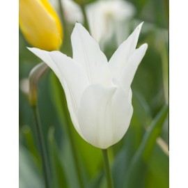 Tulipán - White Triumphator...