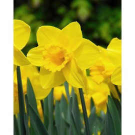 Narcis - Large Cupped MIX -...