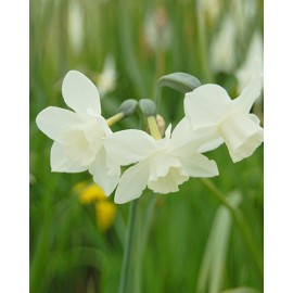 Narcis - Botanical MIX - 50 ks