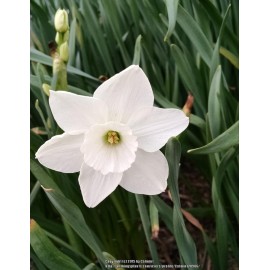 Narcis - Stainless 3 ks