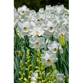 Narcis - Stainless 3 ks