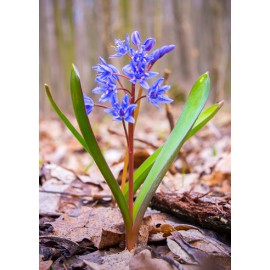 Ladoňka - Scilla Bifolia -...