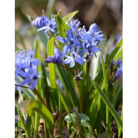 Ladoňka - Scilla Bifolia -...