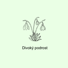 Divoký podrost