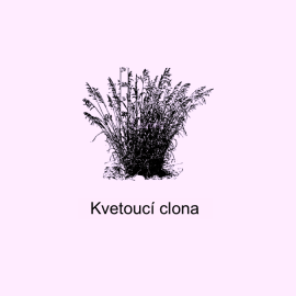 Kvetoucí clona