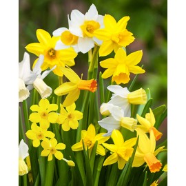 Narcis - Botanical MIX - 50 ks