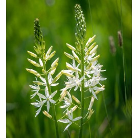 Ladoník - Camassia L. Alba