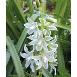 Ornithogalum nutans - 10 ks