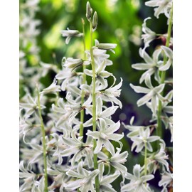 Ornithogalum nutans - 10 ks