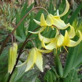 ERYTHRONIUM Pagoda - 6ks