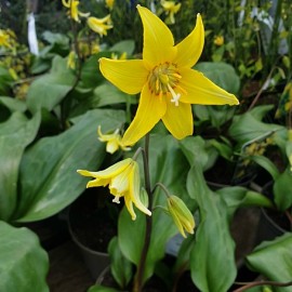 ERYTHRONIUM Pagoda - 6ks