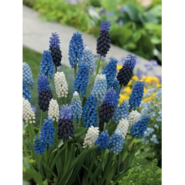 Modřenec - Muscari MIX - 50 ks