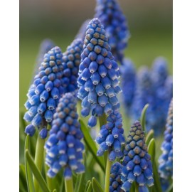 Modřenec - Muscari MIX - 50 ks