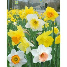 Narcis - Large Cupped MIX -...